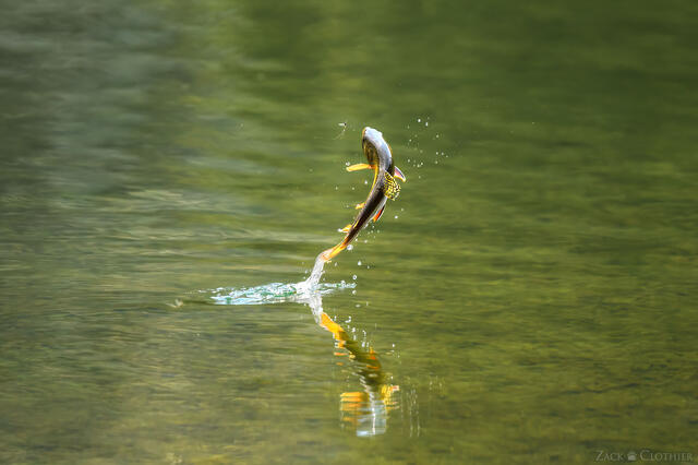 Brook trout rising for a mayfly on an alpine lake, Pioneer Mountains, Montana