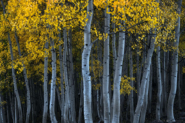 Autumn in an aspen grove, Uncompahgre National Forest, Colorado