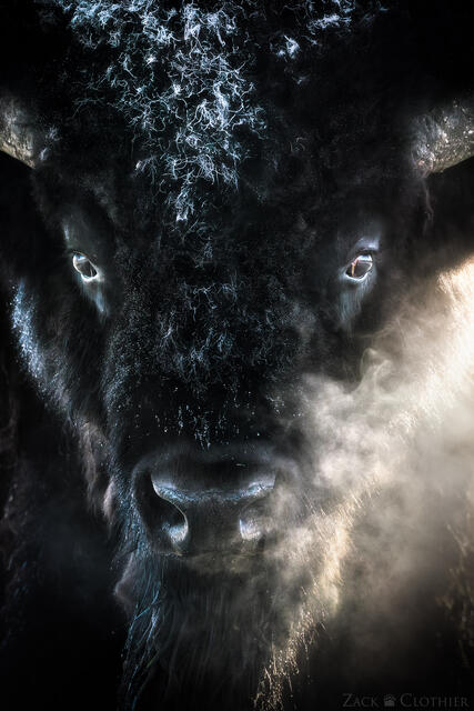 A powerful moody portrait of a bull bison in Yellowstone National Park on a cold spring morning with breath billowing from the bull's nostrils