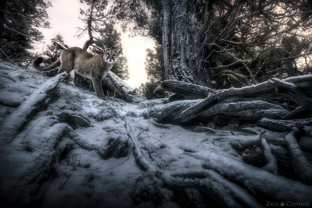 Cougar in late autumn, Montana