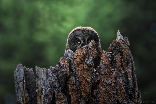 Great Gray Owl peering back from nest cavity, Montana