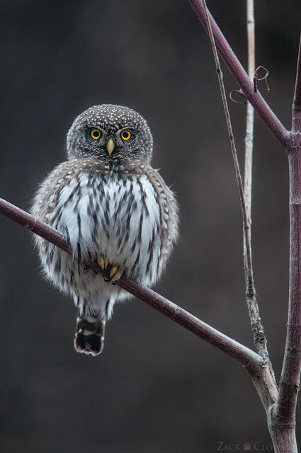 Northern Pygmy Owl fluffed up on a cold winter evening, Montana