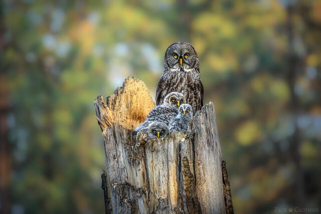 Great Gray Owl family at nest snag, Montana