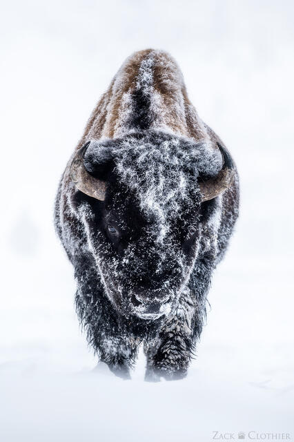 A Yellowstone bull bison covered in frost on a frigid winter morning in a geyser basin