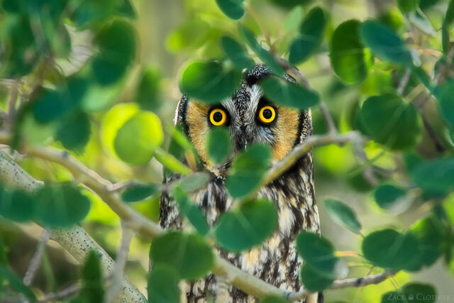 Long-Eared Owl peering through the leaves, Yellowstone National Park, Wyoming