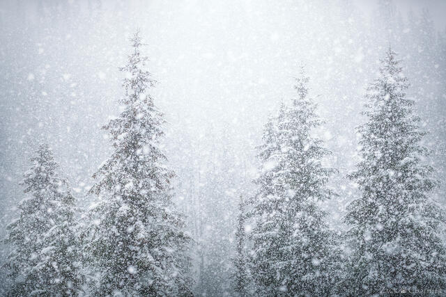 Winter trees in a heavy snowstorm, Lolo Pass, Montana