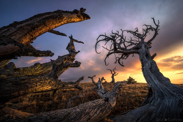Ancient pines at sunrise, northern Montana