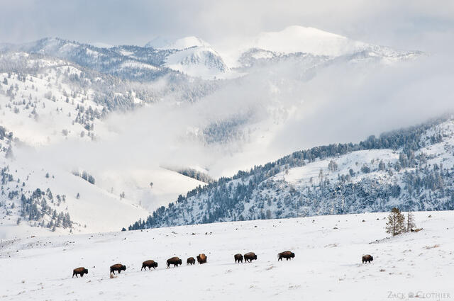 Bison herd moving across the winter landscape following a winter snowstorm, Yellowstone National Park, Wyoming