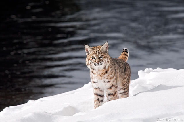 Bobcat prowling the Madison River in Yellowstone National Park, Wyoming