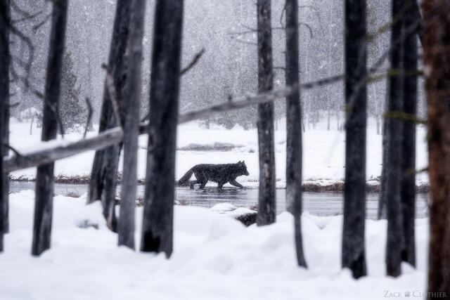 Black gray wolf in a winter wonderland, Yellowstone National Park, Wyoming