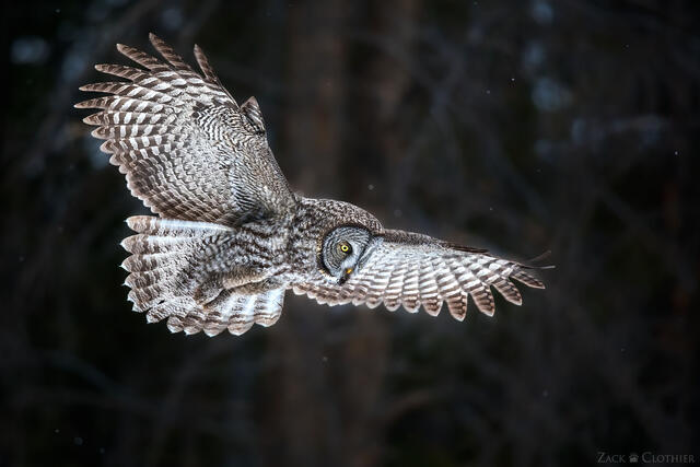 Great Gray Owl in flight, Montana
