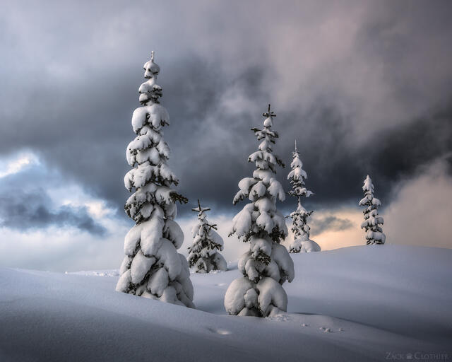 Winter pines, Lolo Pass, Montana