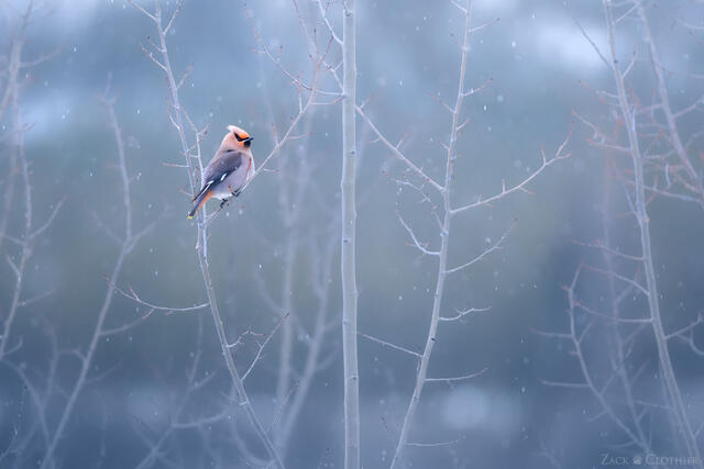 Bohemian Waxwing on a cold winter's evening, northwestern Montana