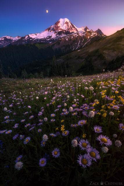 Mount Baker and wildflower meadow at twilight, Mount Baker-Snoqualmie National Forest, Washington