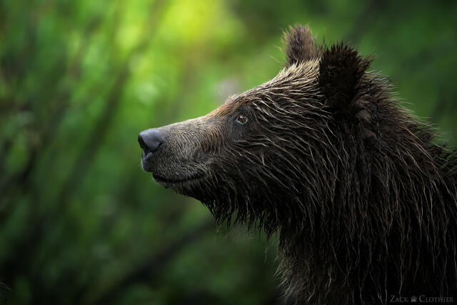 Young grizzly cub, Grand Teton National Park, Wyoming