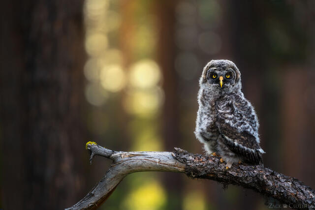 Great Gray Owlet perched in the forest, Montana