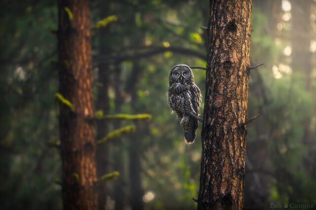 Great Gray Owl in a moody forest, Montana