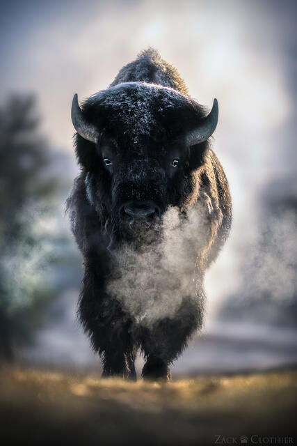 Yellowstone bison with breath rising into cold morning air as geothermal steam drifts through the background on a spring morning in Yellowstone National Park