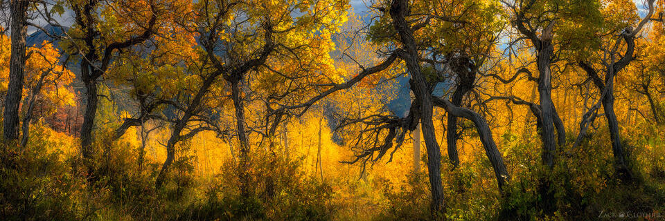 Mountain Oak forest in autumn, San Juan National Forest, Colorado