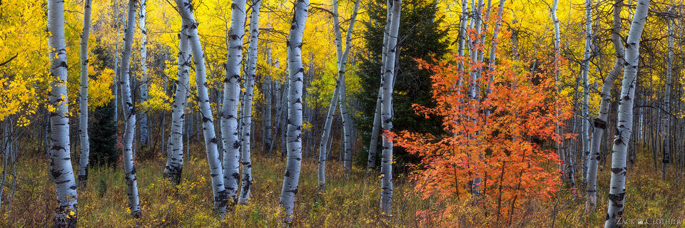 Autumn aspen forest in morning light, Wasatch-Cache National Forest, Utah