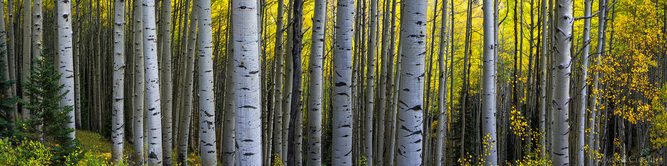 Autumn aspen forest, Gunnison National Forest, Colorado