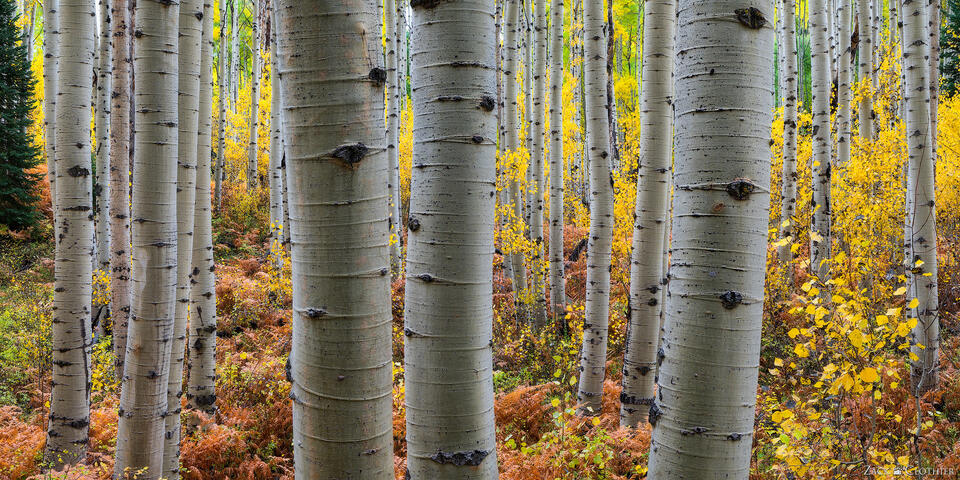 Panoramic view inside autumn aspen forest, Gunnison National Forest, Colorado