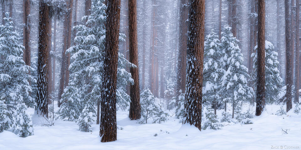 Panoramic of pines after a winter snowstorm, Lolo National Forest, Montana