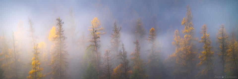Panoramic of western larch trees in autumn with eagle perched, Seeley-Swan Valley, Montana