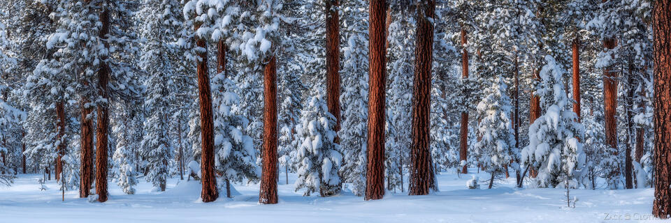 Ponderosa pine forest in winter, Seeley-Swan Valley, Montana