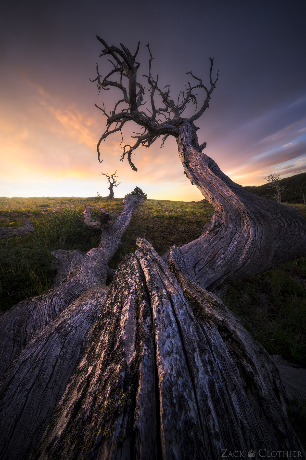 The gnarled skeletons of ancient, windswept pines stand scattered across the high plateau, their twisted forms silhouetted against the first light of dawn. I arrived in the dim blue of early morning, with plenty of time to compose this scene before the eastern horizon began to glow. These trees&mdash;weathered, contorted, and long stripped of their needles&mdash;seem less like remnants of the past and more like silent sentinels, holding their ground against centuries of relentless wind and weather. Standing among them, I can&rsquo;t help but feel a sense of reverence. These trees have witnessed countless sunrises, storms, and seasons, enduring long after others have fallen.