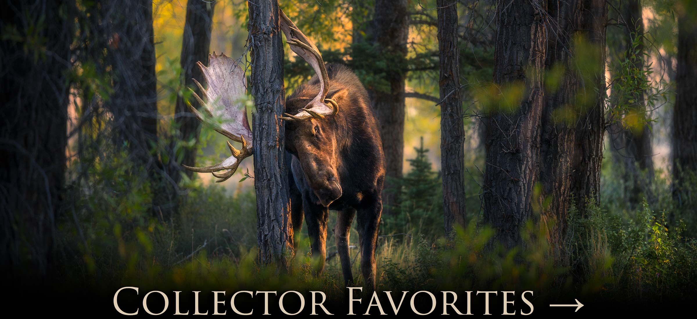 Collector Favorites | Fine Art Landscape & Wildlife Photography by Zack Clothier