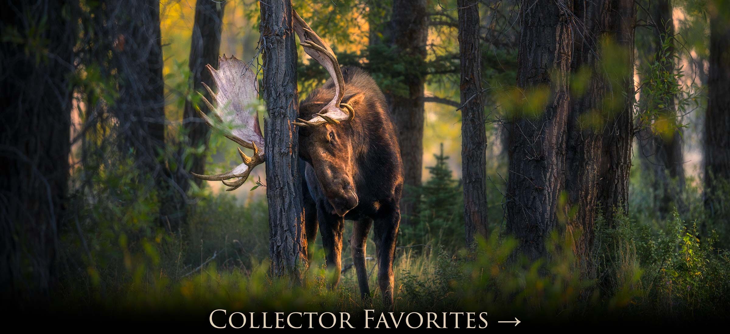 Collector Favorites Gallery
