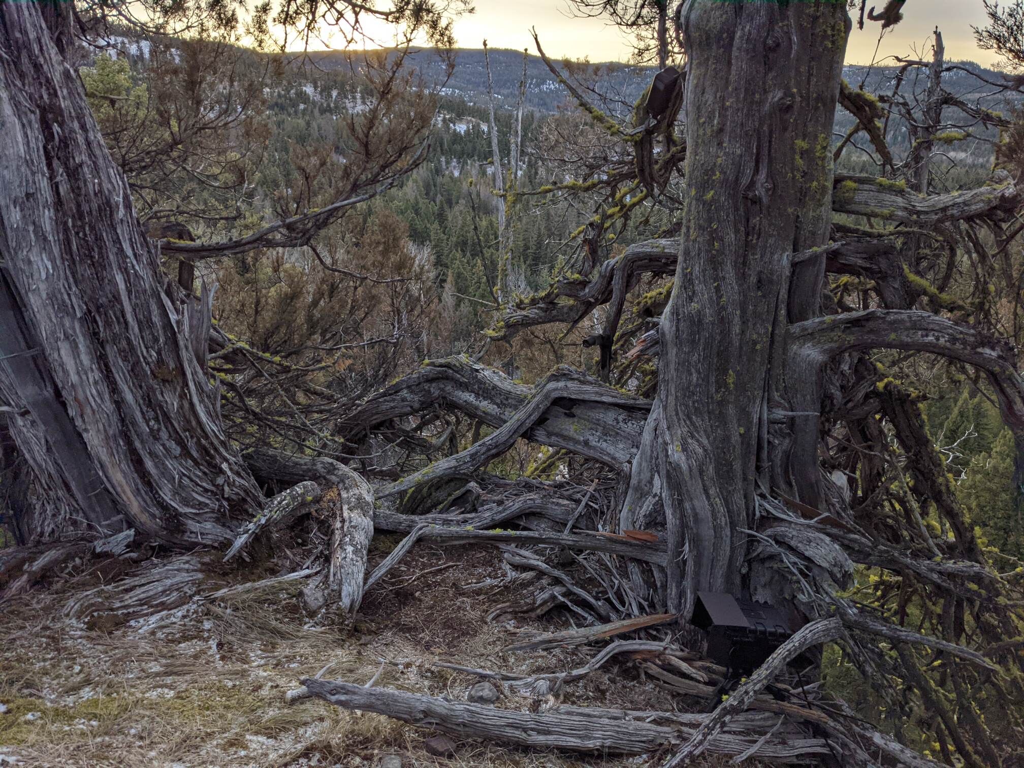 DSLR camera trap setup in the field