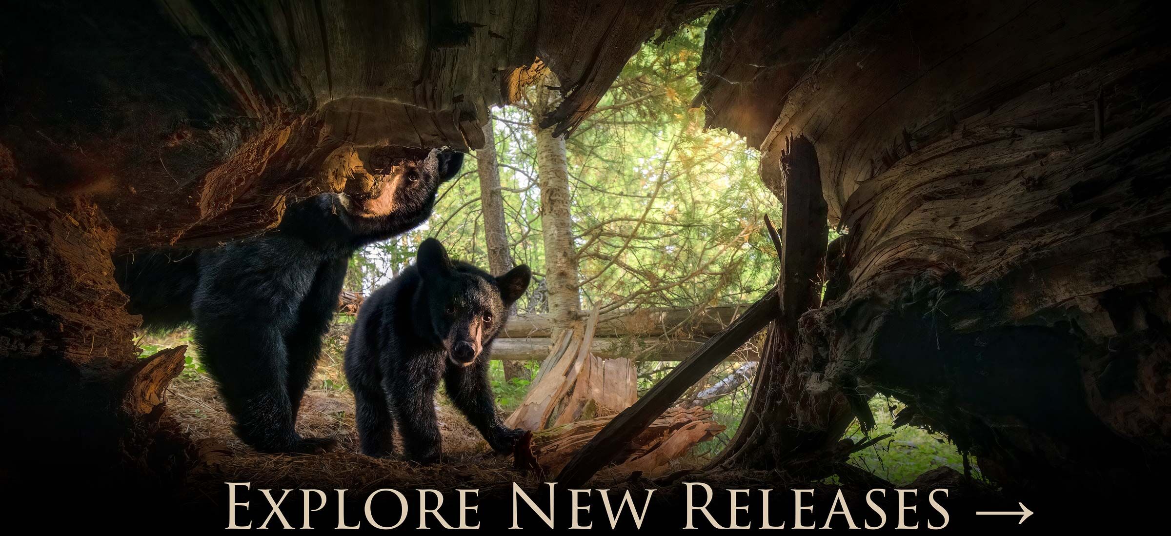New Releases | | Fine Art Landscape & Wildlife Photography by Zack Clothier
