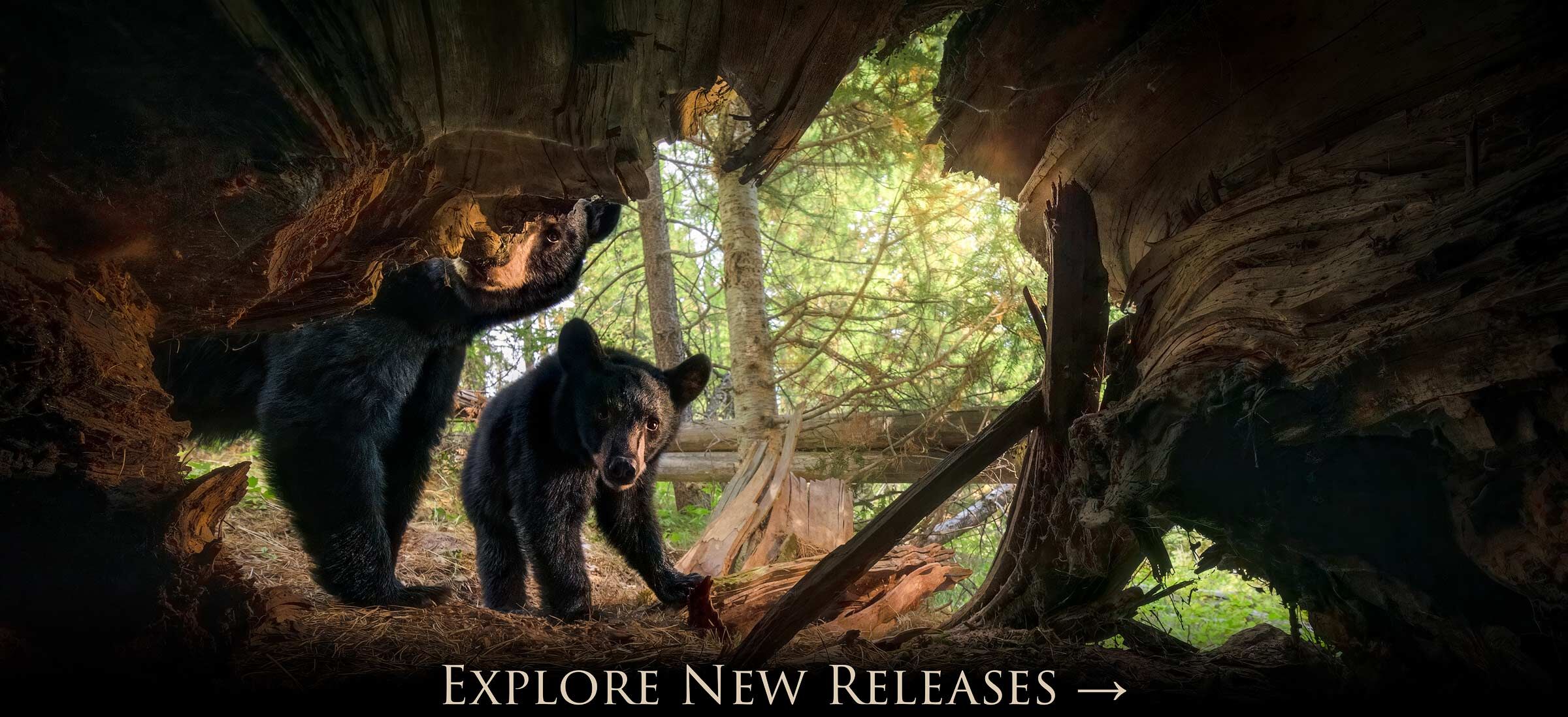 A black bear sow and cub curiously investigate a hollowed out old growth tree in western Montana.