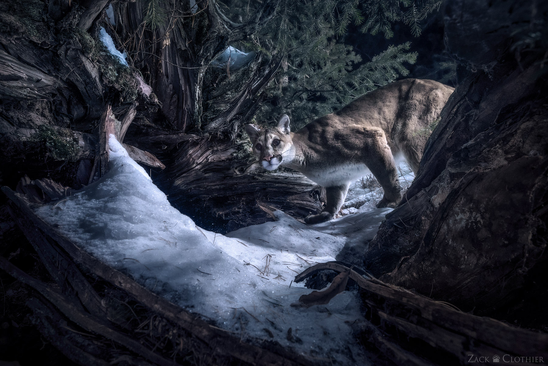 Cougar returning to a large natural cavity under the cover of darkness, western Montana
