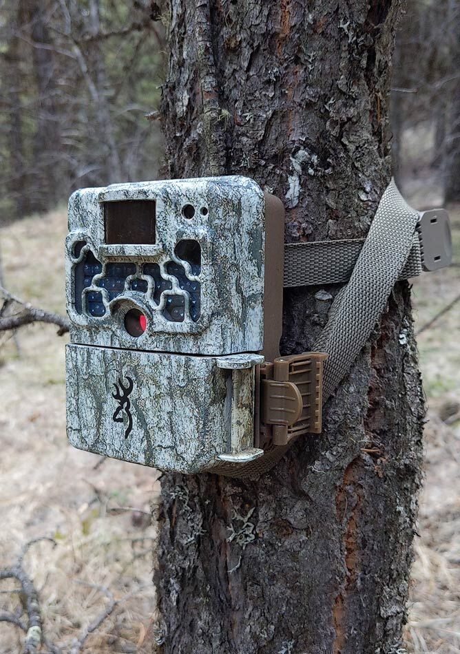 Trail camera on tree